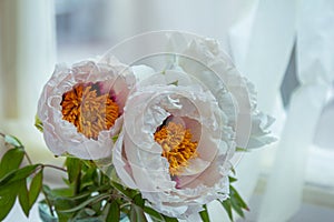 Beautiful white peony suffruticosa or tree peonies flowers