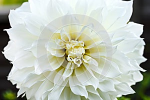 Beautiful white Perfection dahlia Cotton candy flower blossoming in summer garden