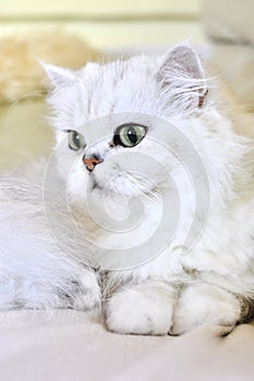 Beautiful white persian cat with green eyes