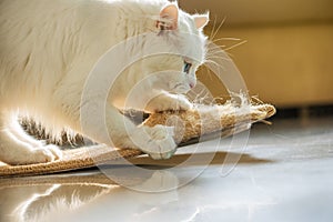 White cat and scratching post. photo