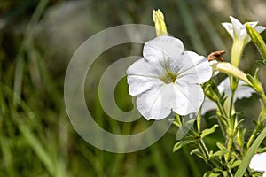 Beautiful white Petunia axillaris flower blooming in the garden on a sunny day. photo