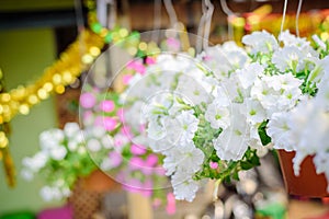 Beautiful white petunia in red plastic pot at petunias market in