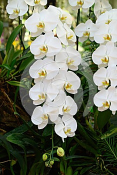 Beautiful white Phalaenopsis orchid blossom in ornamental garden