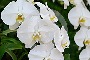 Beautiful white Phalaenopsis orchid blossom in ornamental garden