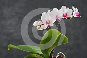 Beautiful white Phalaenopsis orchid flower. Luxury Orchidea