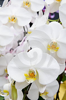 Beautiful white phalaenopsis orchid flowers