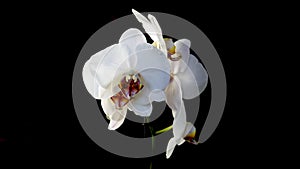 Beautiful white phalaenopsis orchid flowers on black.