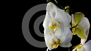 Beautiful white phalaenopsis orchid flowers on black.