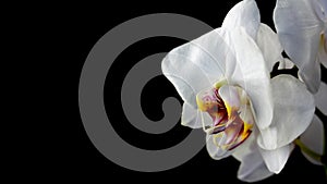 Beautiful white phalaenopsis orchid flowers on black.