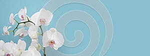 Beautiful white phalaenopsis orchid flowers. Tropical flower, orchid branch close-up. White orchid background. Holiday, Women`s