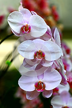 Beautiful white phalaenopsis orchids