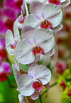 Beautiful white phalaenopsis orchids