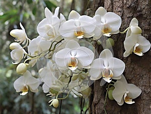 Beautiful white phalaenopsis orchids blooming on the tree