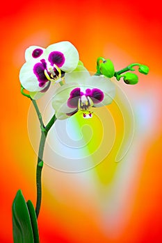 Beautiful white phalaenopsis orchids with large purple spots against colorful background