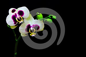 Beautiful white phalaenopsis orchids with large purple spots against dark background