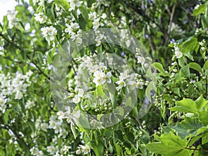 Beautiful white philadelphus flowers blooming