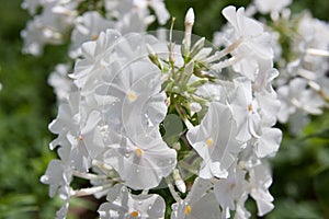 Beautiful white phlox flowers in the garden