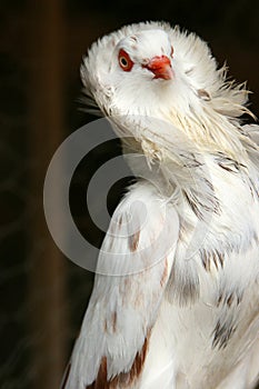 Beautiful white pigeon