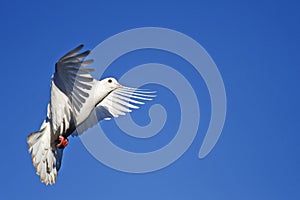 Beautiful white pigeon flying on a blue sky