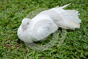 Beautiful white pigeon on green grass