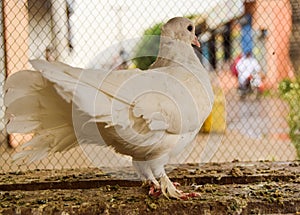 Beautiful White Pigeon Queen Cute Bird