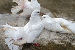 Beautiful white pigeon stand on concrete floor