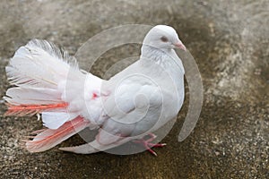 Beautiful white pigeon stand on concrete floor