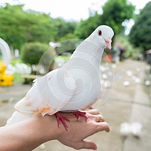 Beautiful white pigeon stand on hand