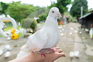 Beautiful white pigeon stand on hand