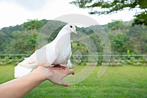 Beautiful white pigeon stand on hand