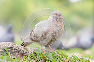 Beautiful white pigeon walking on green grass.