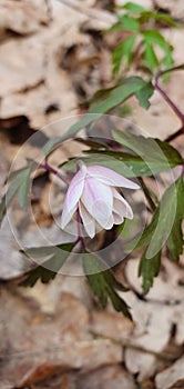 beautiful white-pink anemone flower with green leaves in the spring forest