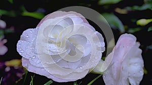 Beautiful white pink aster flowers in the garden/Beautiful white pink aster flowers in the garden