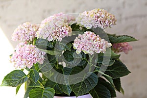 Beautiful white and pink blossoms of hydrangea in a flower pot on a table