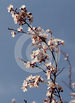 Beautiful white and pink cherry blossom in spring