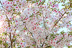 Beautiful white and pink cherry flowers bloom on a tree branch. Cherry fruit tree close-up. Romantic gentle floral