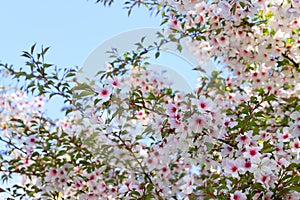 Beautiful white and pink cherry flowers bloom on a tree branch. Cherry fruit tree close-up. Romantic gentle floral