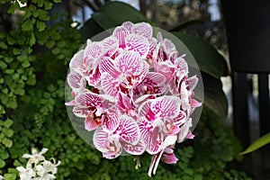 Beautiful white and pink color of Phalaenopsis Taida`s King Caroline Little Zebra orchid