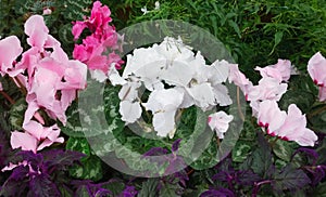 Beautiful white and pink Cyclamen persicum Flowers