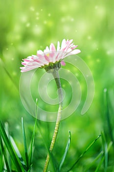 Beautiful white and pink daisy flower in the grass. Sunlight blurred background. Soft focus nature background. Delicate magical to