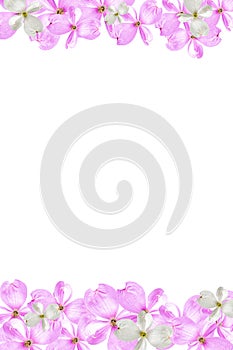Beautiful white and pink dogwood flowers isolated on a white background. Festive floral background
