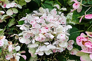 Beautiful white with pink dot flower blossom in natural green garden.