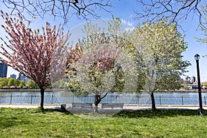 Beautiful Flowering Trees and Benches during Spring at Rainey Park along the East River in Astoria Queens New York