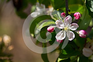 Beautiful white and pink flowers on apple tree branch. Bloomimg apple tree in spring garden. Blossom and gardening concept.