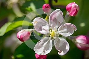 Beautiful white and pink flowers on apple tree branch. Bloomimg apple tree in spring garden. Blossom and gardening concept.
