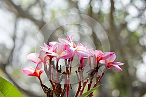 Beautiful white and pink flowers in thailand, Lan thom flower,Frangipani,Champa.