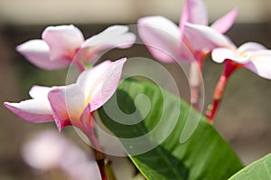 Beautiful white and pink flowers in thailand, Lan thom flower,Frangipani,Champa.