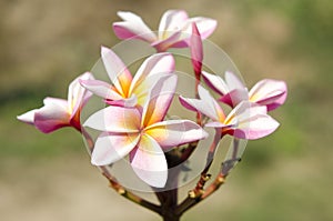 Beautiful white and pink flowers in thailand, Lan thom flower,Frangipani,Champa.