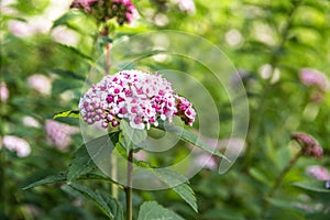 Beautiful white and pink flowers photo