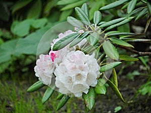 Beautiful white and pink fresh flowers on a branch with green leaves.